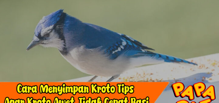 cara menyimpan kroto