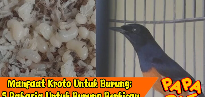 manfaat kroto untuk burung