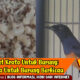 manfaat kroto untuk burung