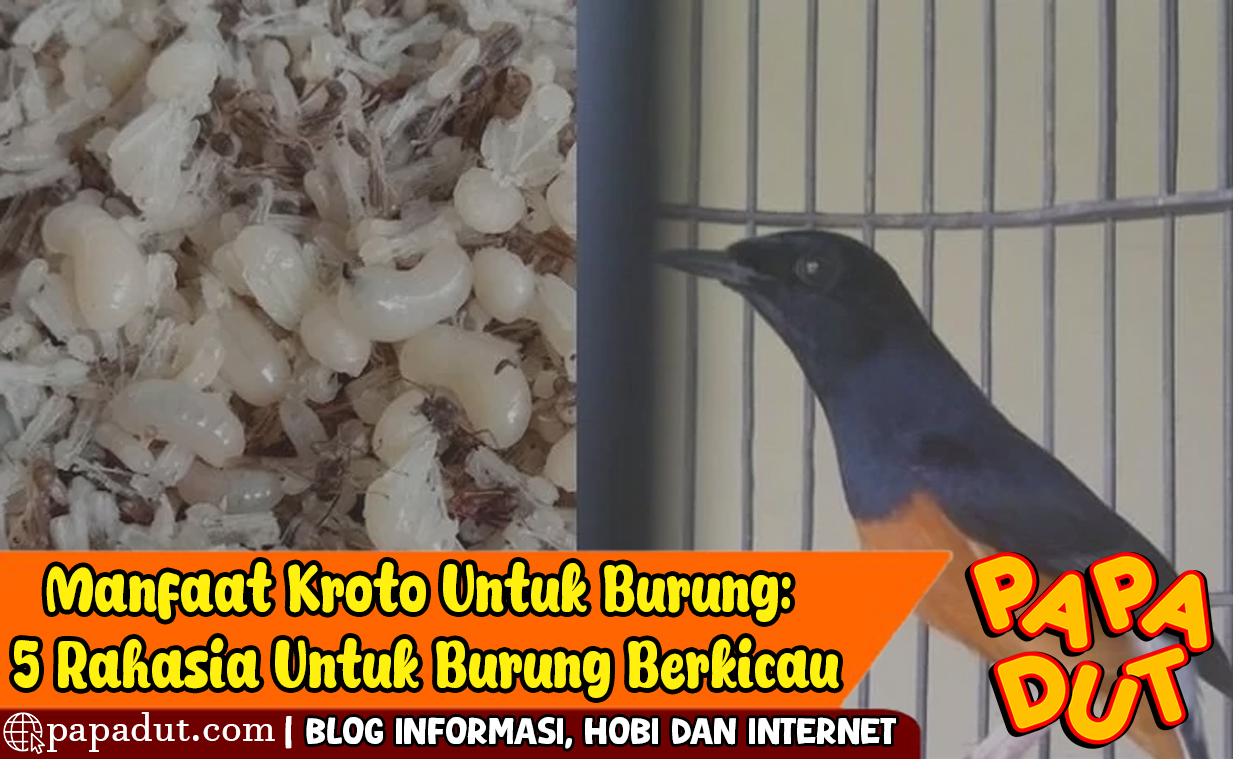 manfaat kroto untuk burung