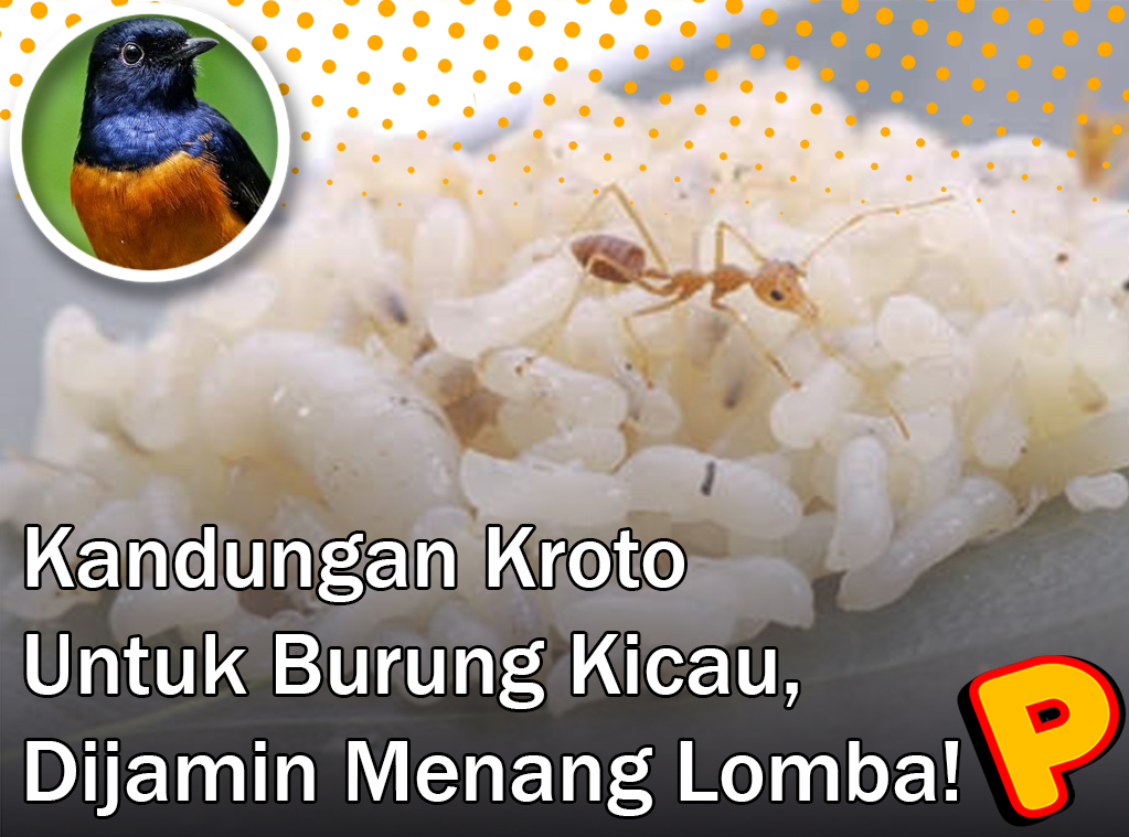 kandungan kroto