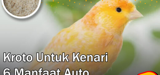 kroto untuk kenari