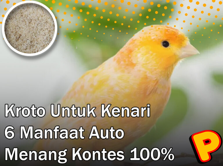 kroto untuk kenari