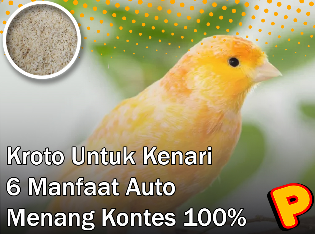kroto untuk kenari