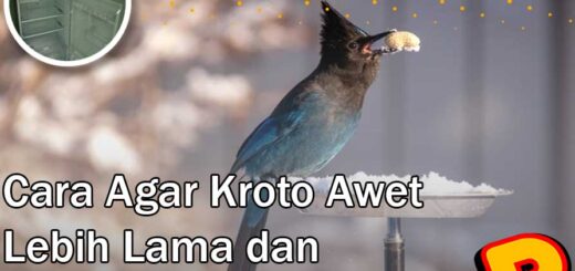 cara agar kroto awet