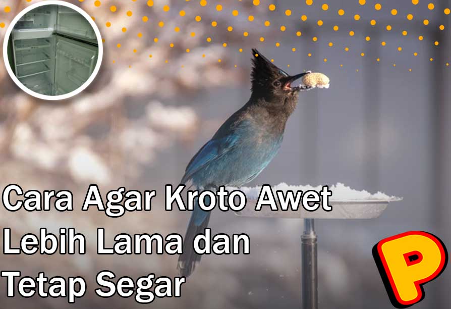 cara agar kroto awet
