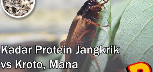 kadar protein jangkrik vs kroto