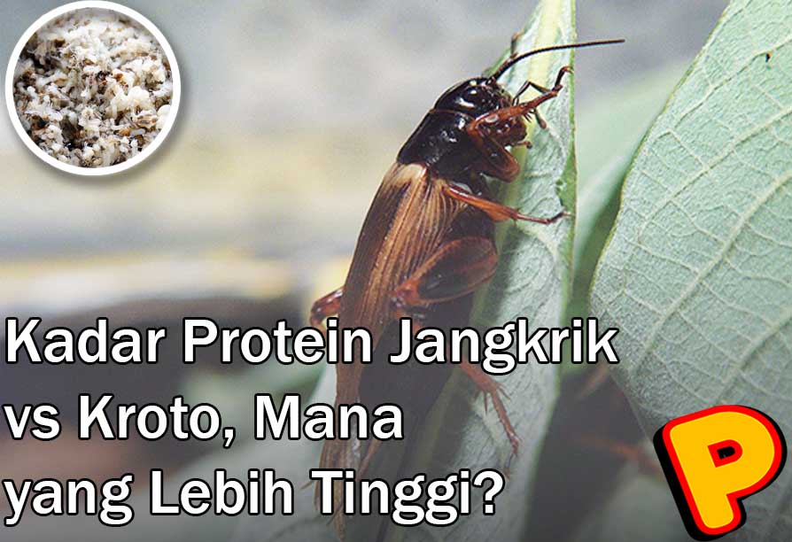 kadar protein jangkrik vs kroto