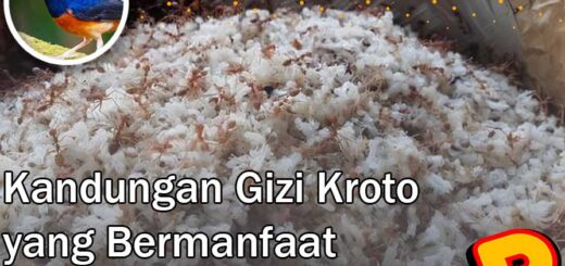 kandungan gizi kroto