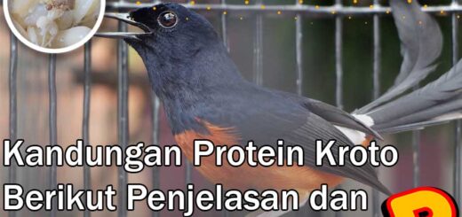 kandungan protein kroto