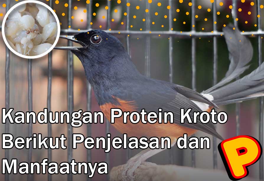 kandungan protein kroto