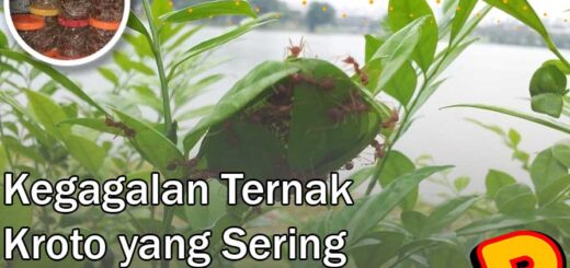 kegagalan ternak kroto