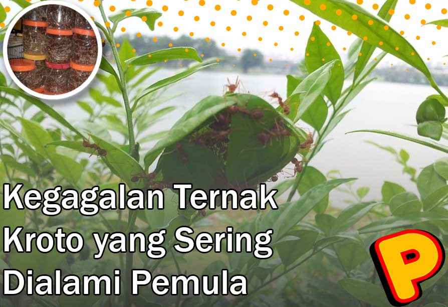 kegagalan ternak kroto