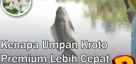 umpan kroto