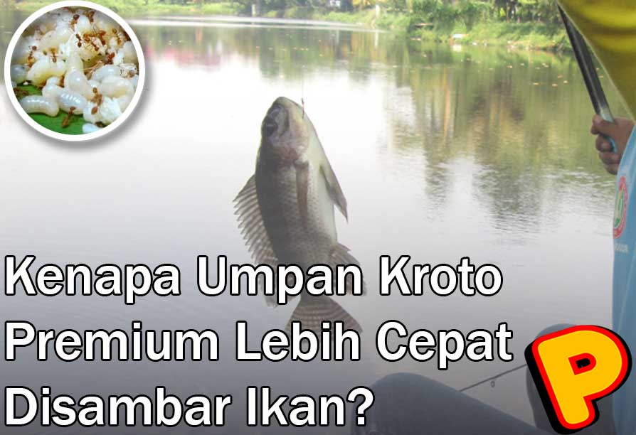 umpan kroto