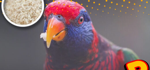 kroto tahan berapa hari