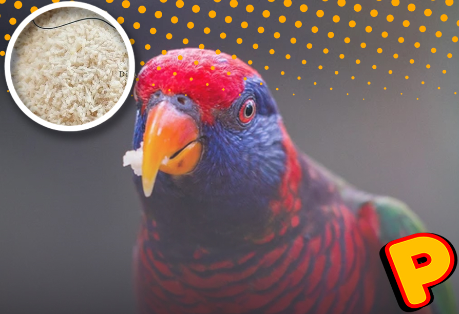 kroto tahan berapa hari