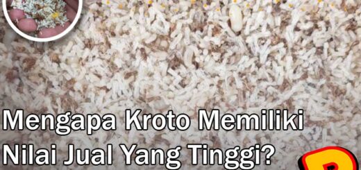 mengapa kroto memiliki nilai jual yang tinggi