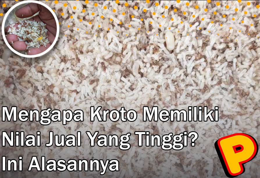 mengapa kroto memiliki nilai jual yang tinggi