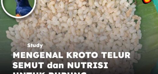 kroto telur semut