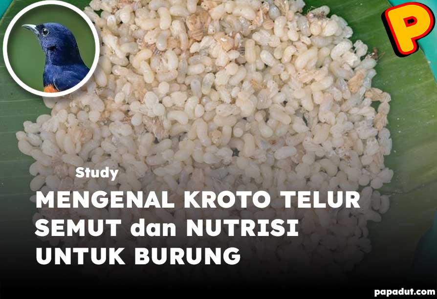 kroto telur semut