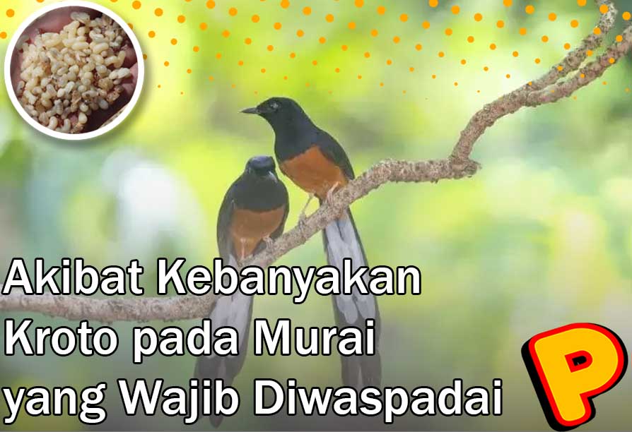 akibat kebanyakan kroto pada murai