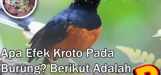 efek kroto pada burung