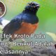 efek kroto pada burung