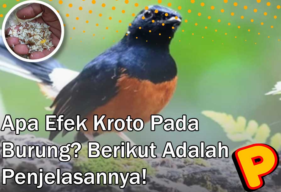 efek kroto pada burung