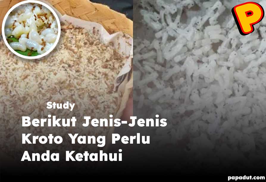 jenis-jenis kroto
