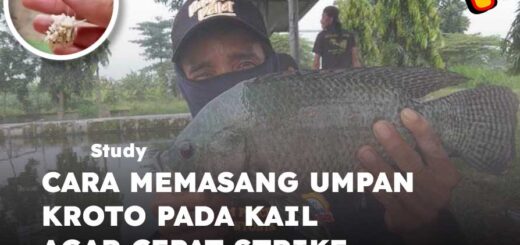cara memasang umpan kroto pada kail