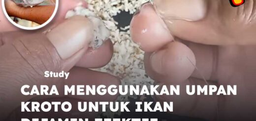 cara menggunakan umpan kroto