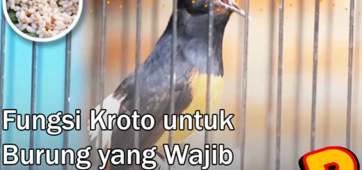 fungsi kroto untuk burung