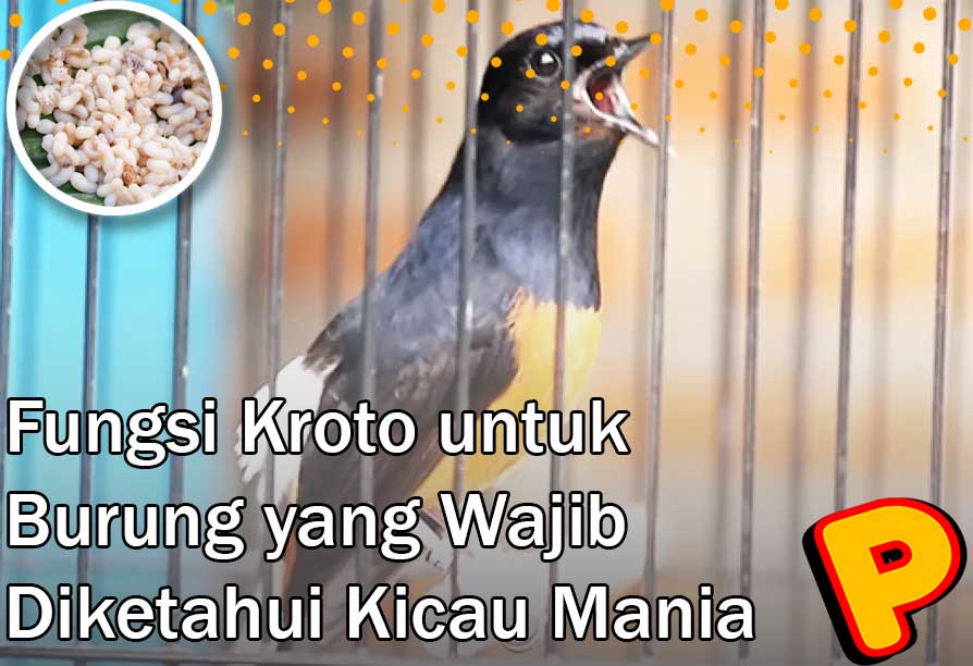 fungsi kroto untuk burung