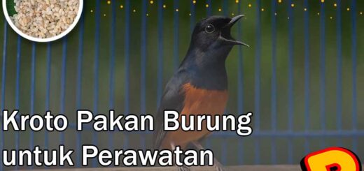 kroto pakan burung
