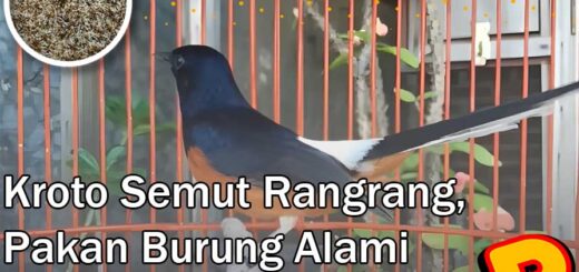kroto semut rangrang