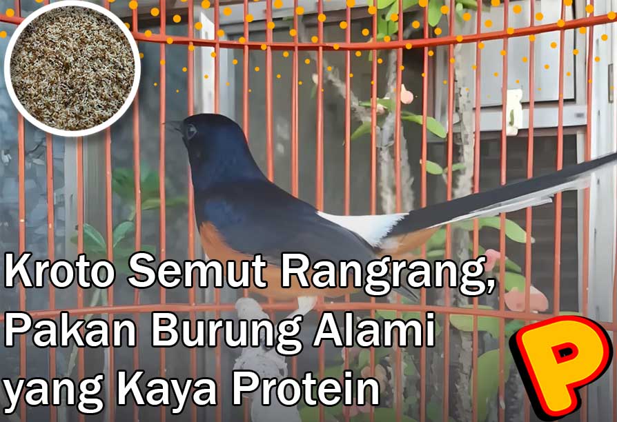 kroto semut rangrang