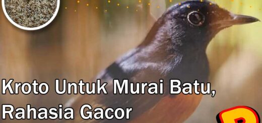 kroto untuk murai batu