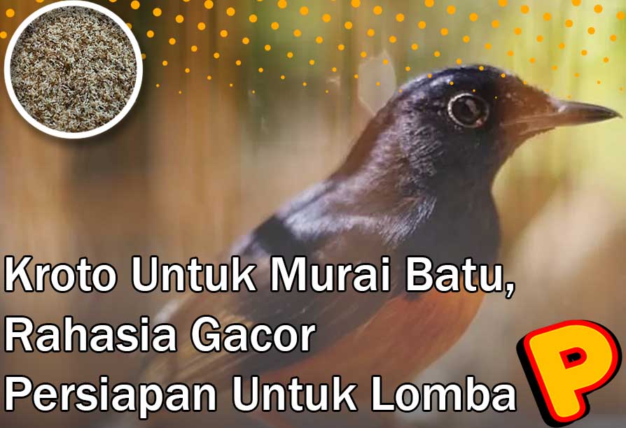 kroto untuk murai batu