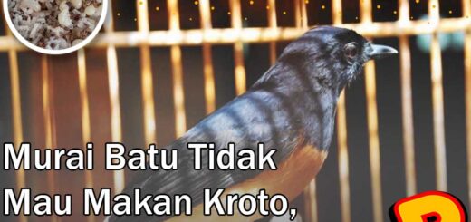 murai batu tidak mau makan kroto