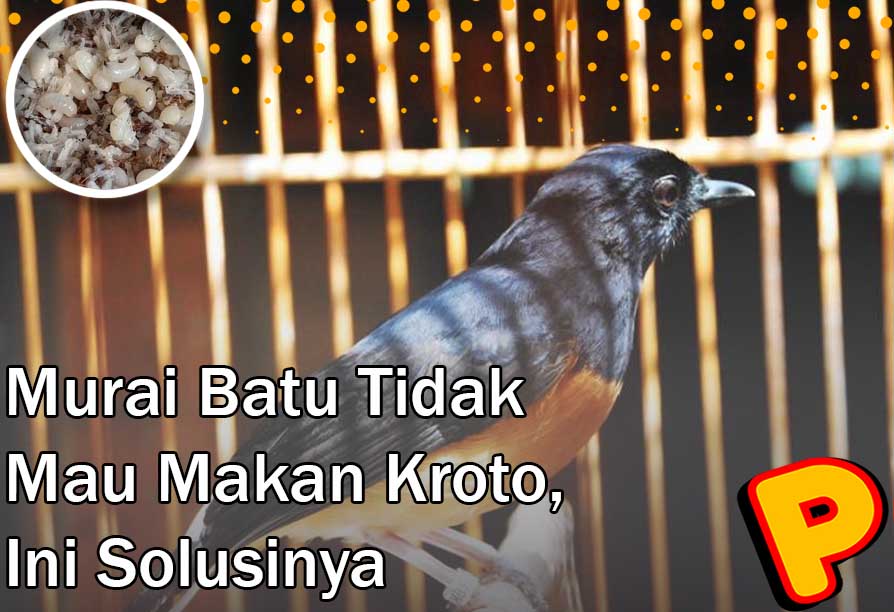 murai batu tidak mau makan kroto