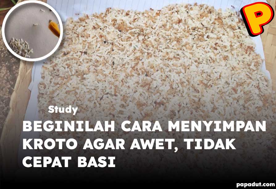 cara menyimpan kroto agar awet