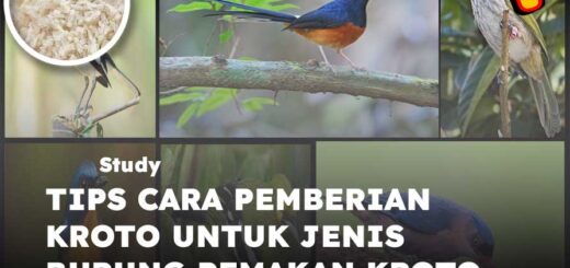 cara pemberian kroto