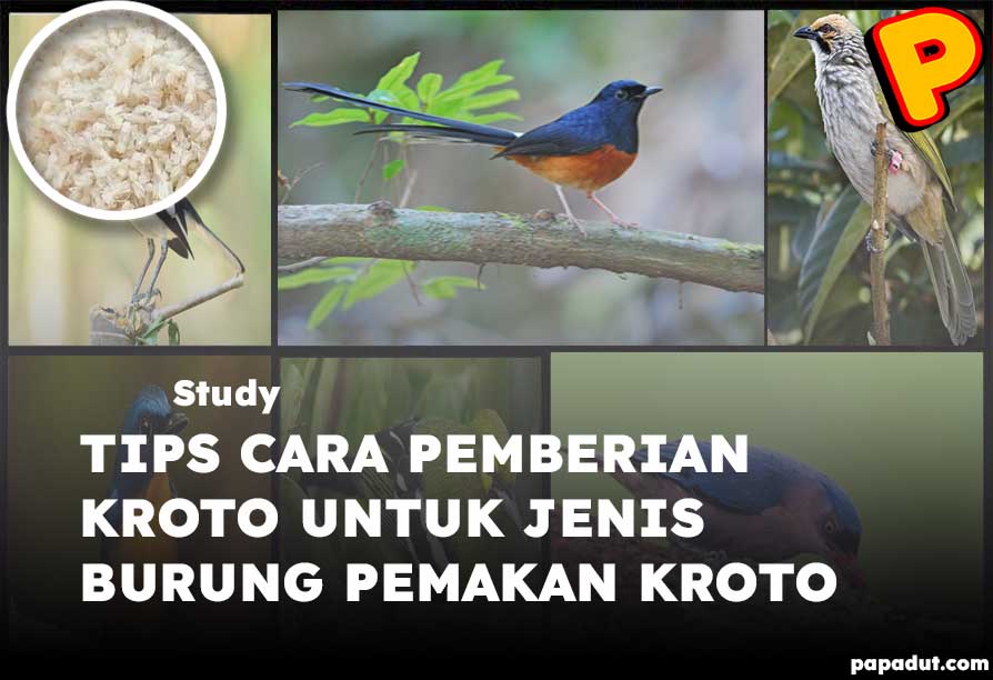 cara pemberian kroto