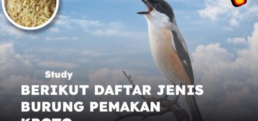 jenis burung pemakan kroto