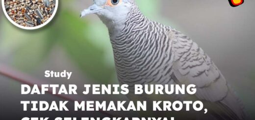 jenis burung tidak memakan kroto