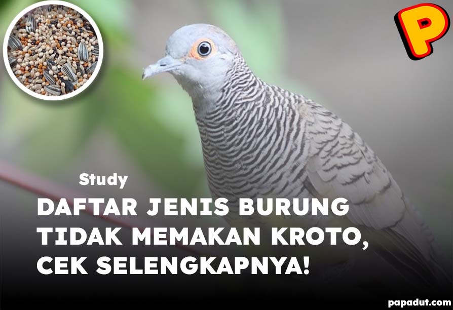 jenis burung tidak memakan kroto
