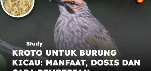 kroto untuk burung kicau