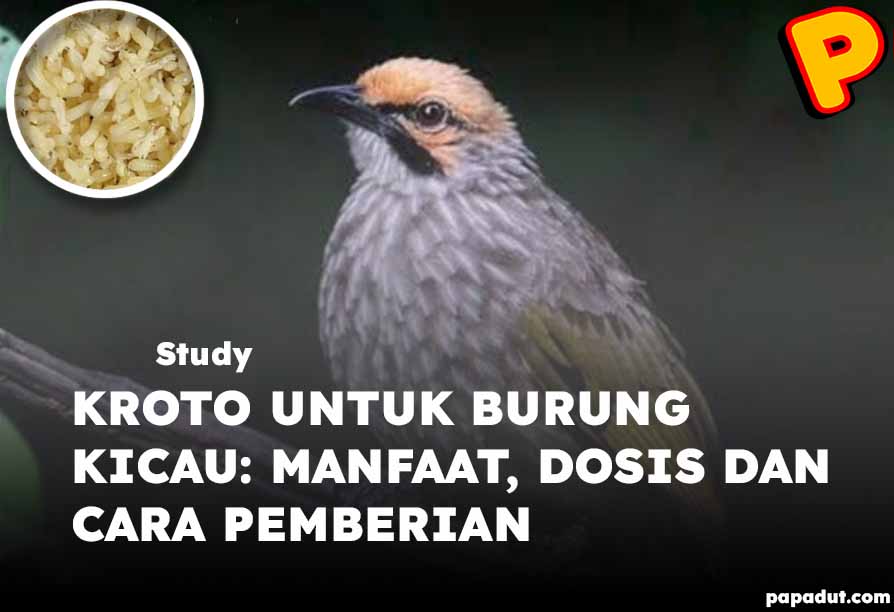 kroto untuk burung kicau