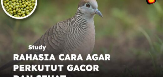 cara agar perkutut gacor